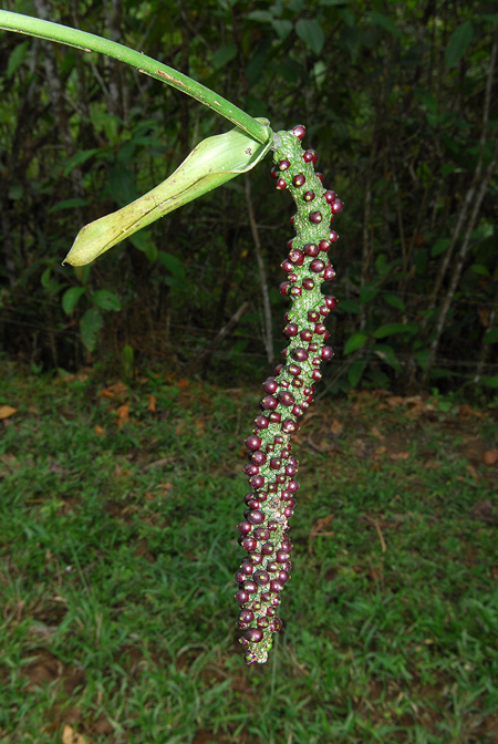 Anthurium lancea
