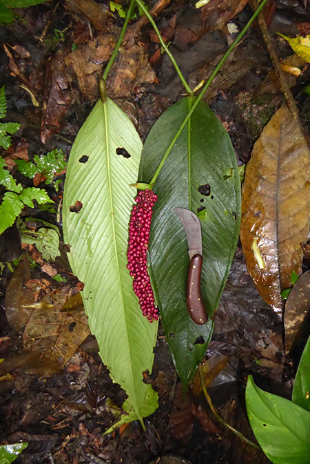 Anthurium lancifolium