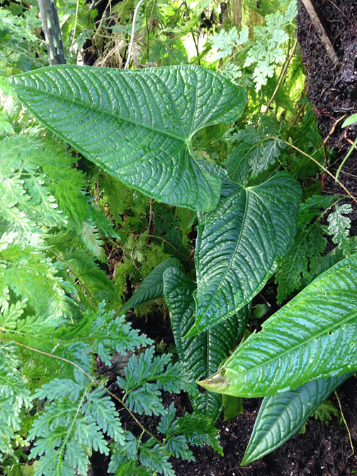 Anthurium lapoanum