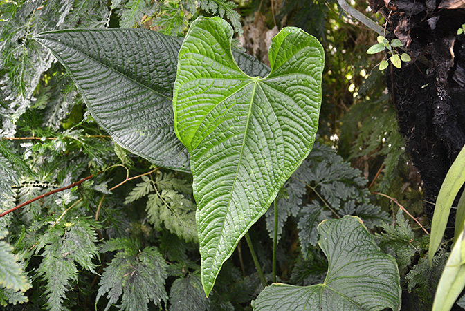 Anthurium lapoanum
