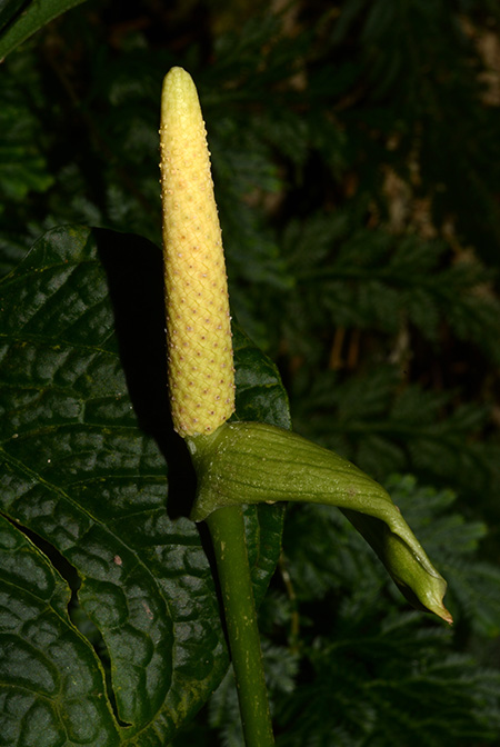 Anthurium lapoanum