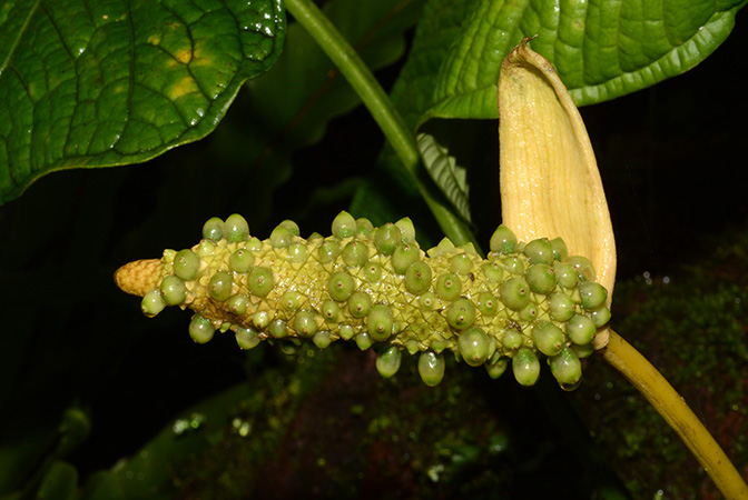 Anthurium lapoanum