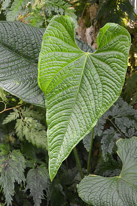 Anthurium lapoanum