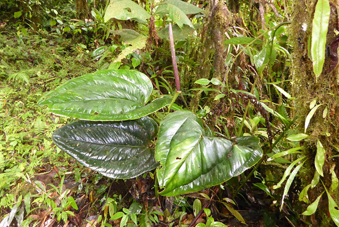 Anthurium lentii