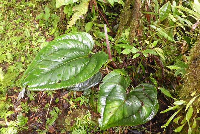 Anthurium lentii