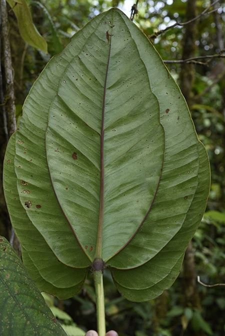 Anthurium lentii