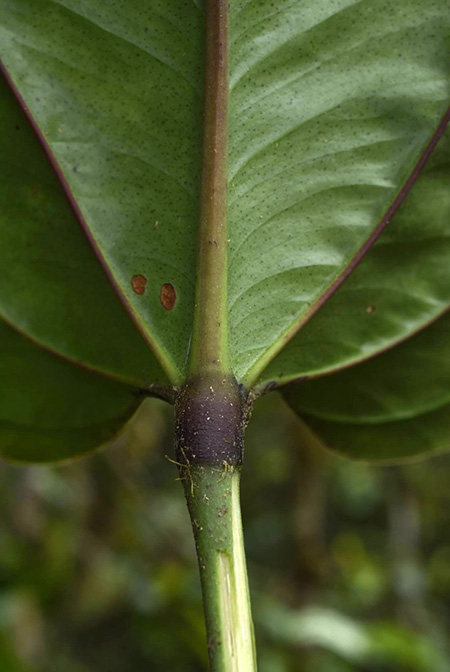Anthurium lentii