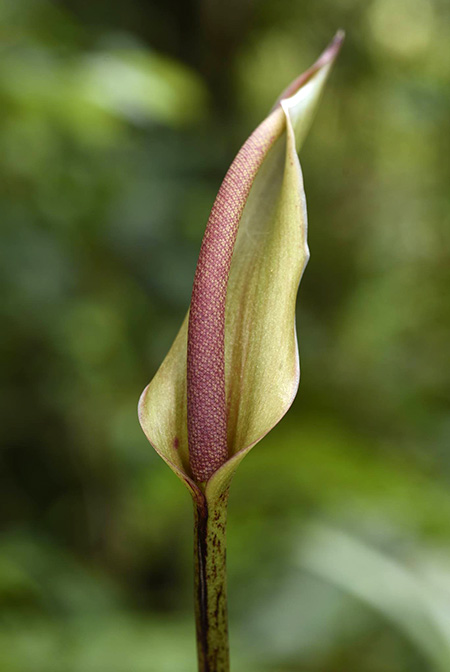 Anthurium lentii