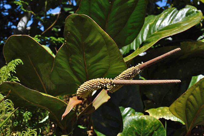 Anthurium lentii