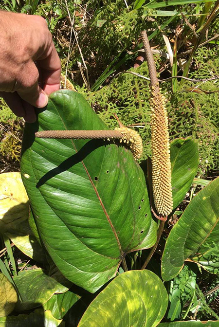 Anthurium lentii