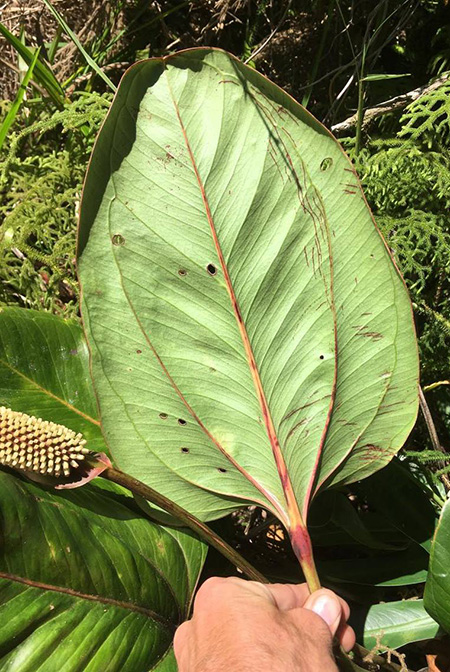 Anthurium lentii