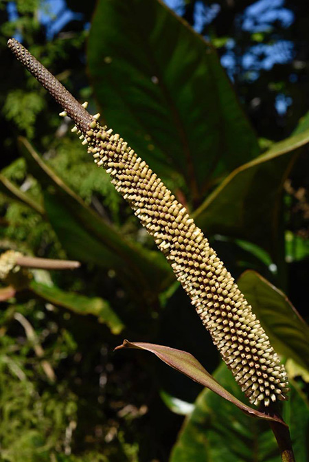 Anthurium lentii