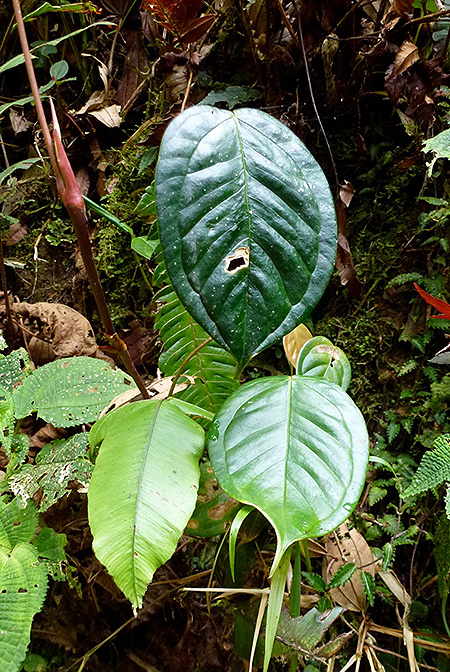 Anthurium licium