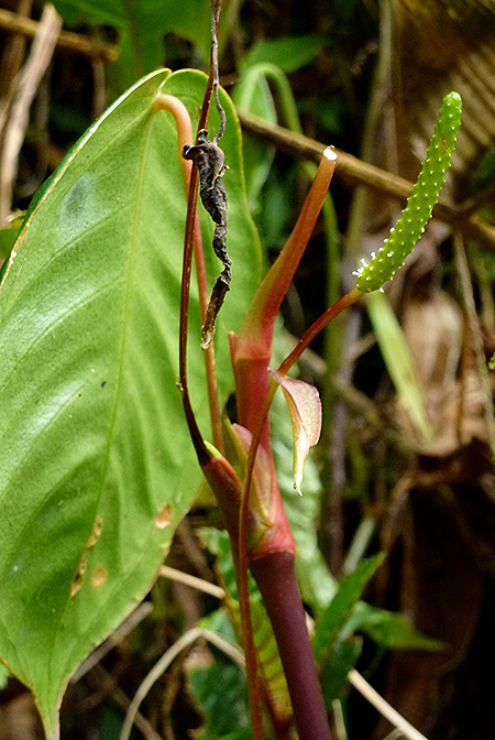 Anthurium licium