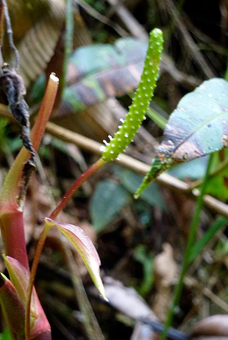 Anthurium licium