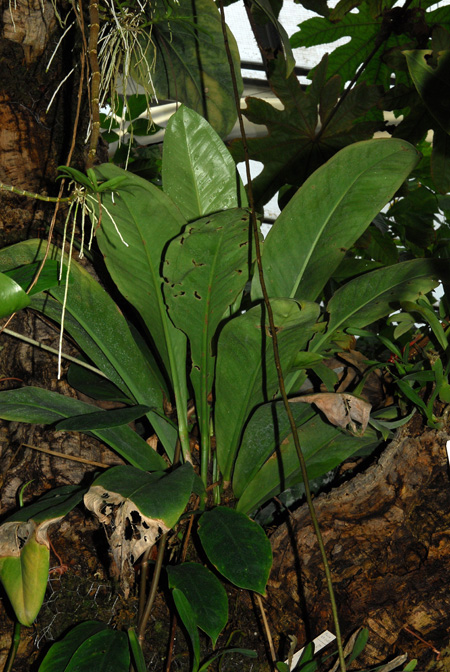 Anthurium lilacinum
