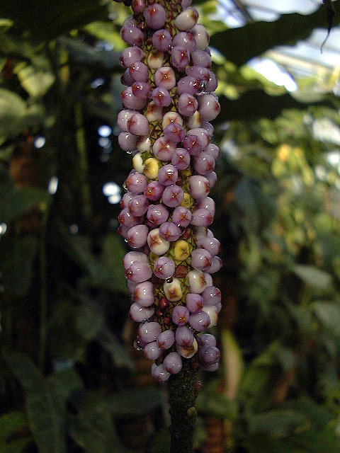 Anthurium lilacinum