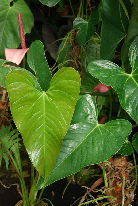 Anthurium lindenianum