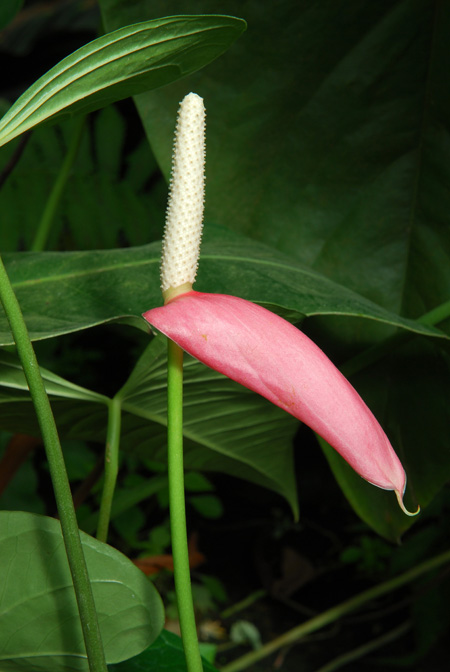 Anthurium lindenianum