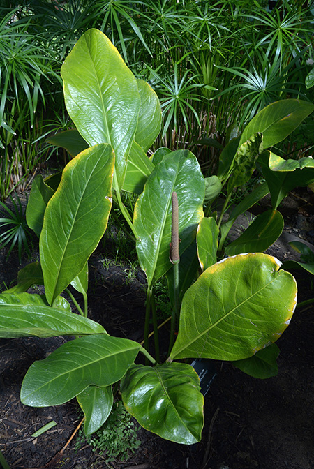 Anthurium lindmanianum