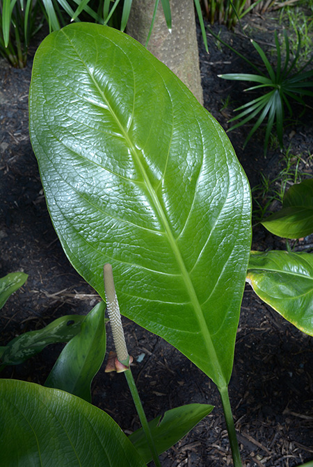 Anthurium lindmanianum