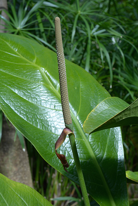 Anthurium lindmanianum