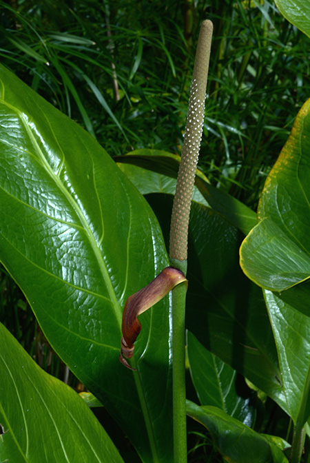 Anthurium lindmanianum