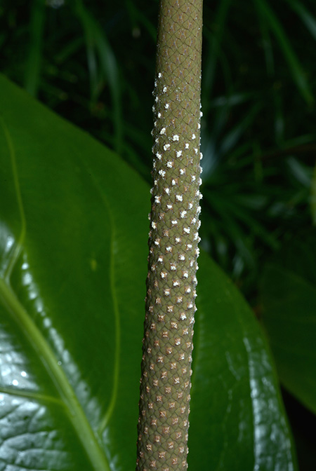 Anthurium lindmanianum