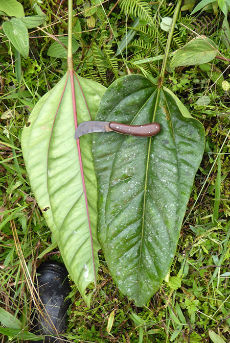 Anthurium lingua