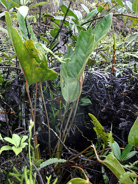 Anthurium lingua