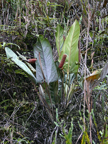 Anthurium lingua