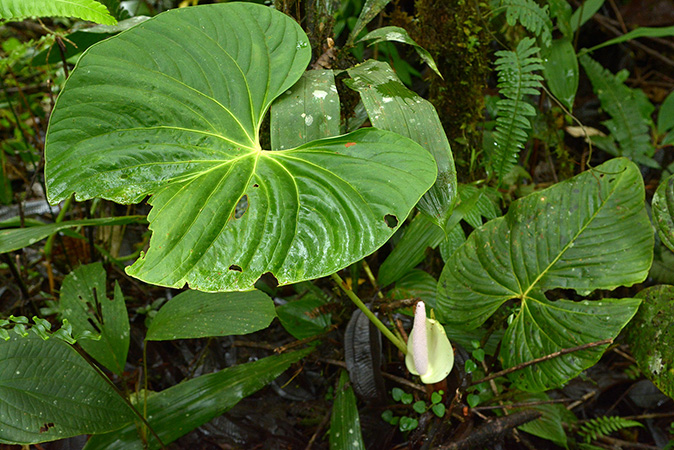 Anthurium litense