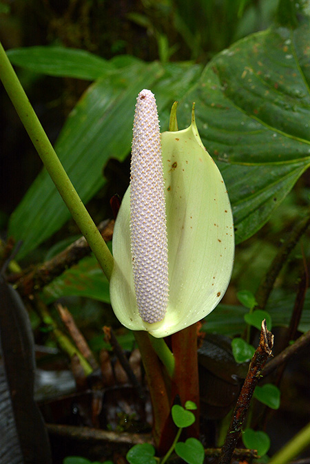 Anthurium litense
