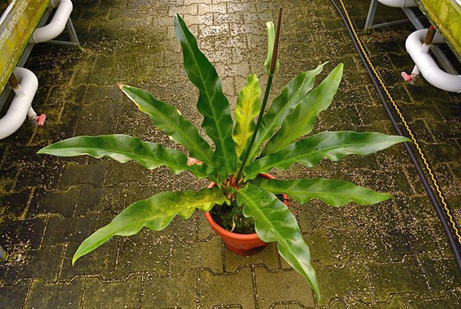 Anthurium llewellynii