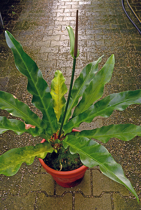 Anthurium llewellynii