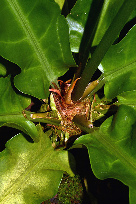 Anthurium llewellynii