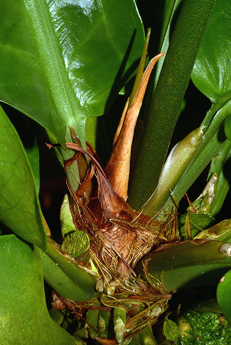Anthurium llewellynii