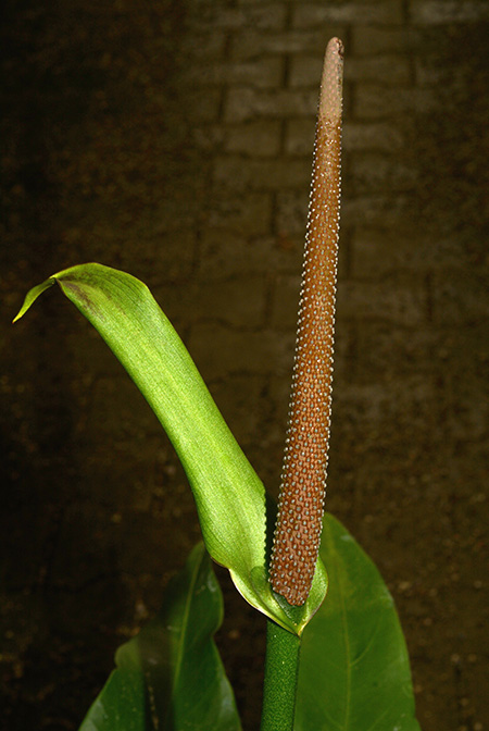 Anthurium llewellynii