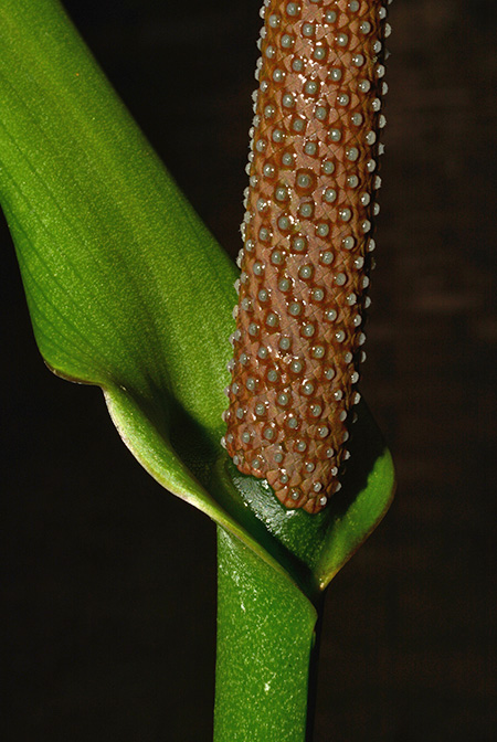 Anthurium llewellynii