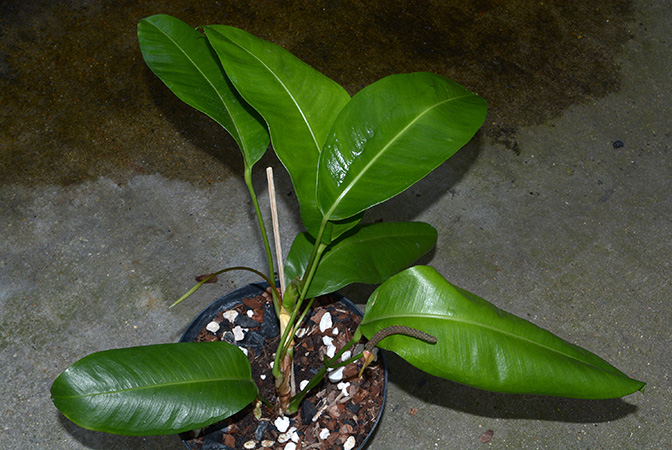Anthurium loefgrenii