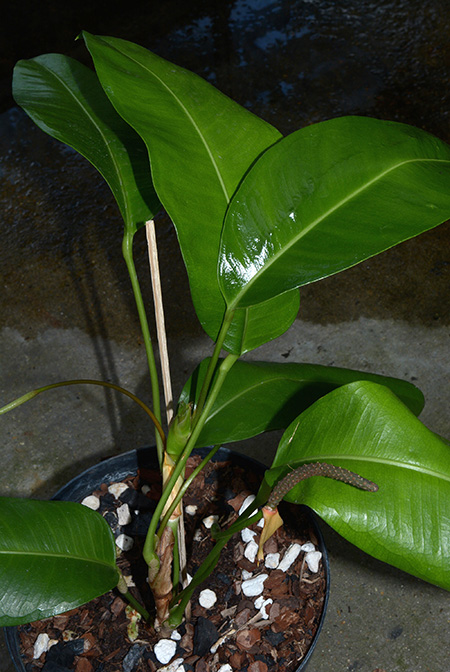 Anthurium loefgrenii
