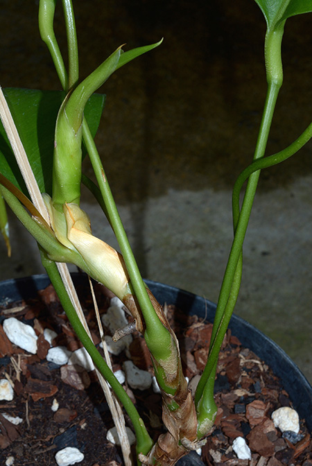 Anthurium loefgrenii