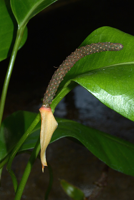 Anthurium loefgrenii