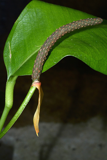Anthurium loefgrenii
