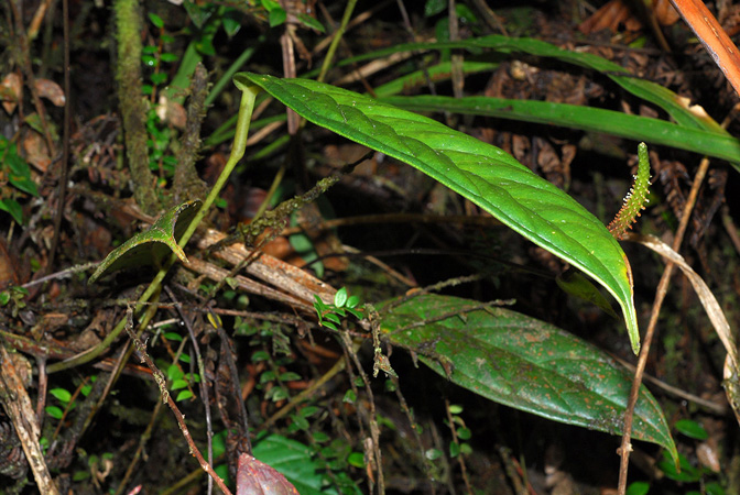 Anthurium longegeniculatum