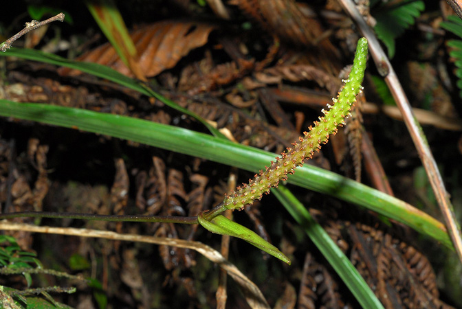 Anthurium longegeniculatum