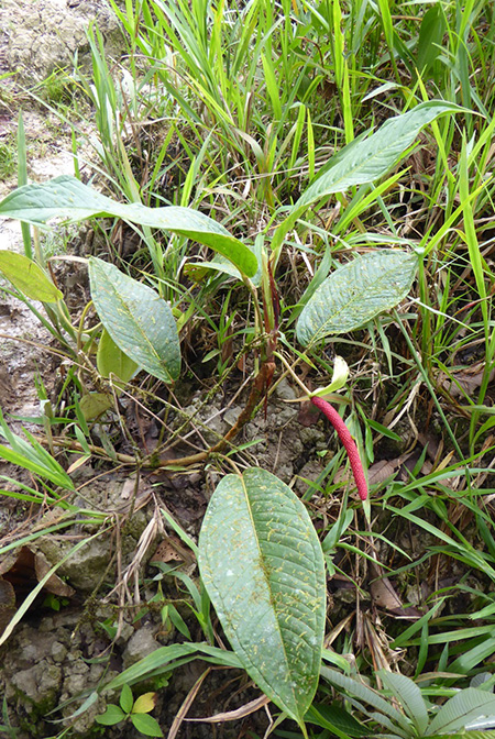 Anthurium longeinternodum