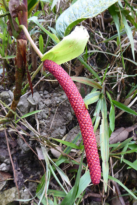 Anthurium longeinternodum