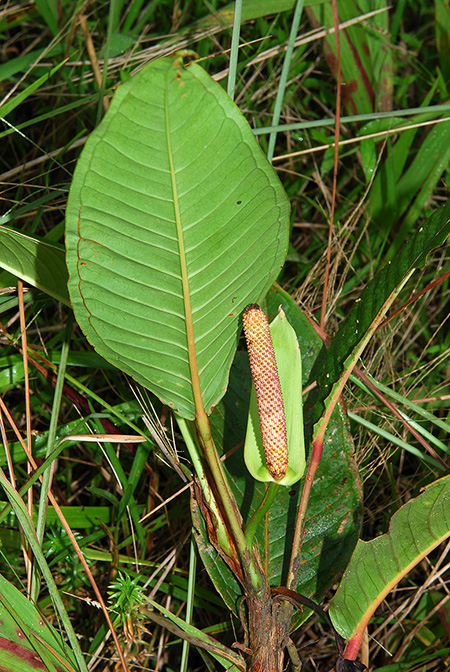 Anthurium longeinternodum