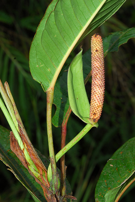 Anthurium longeinternodum